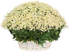 Цветочная композиция из Ромашки в корзине #REPLACE_PRED# Новом Удмуртской республики
